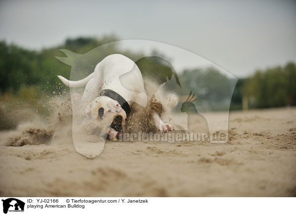 spielender American Bulldog / playing American Bulldog / YJ-02166