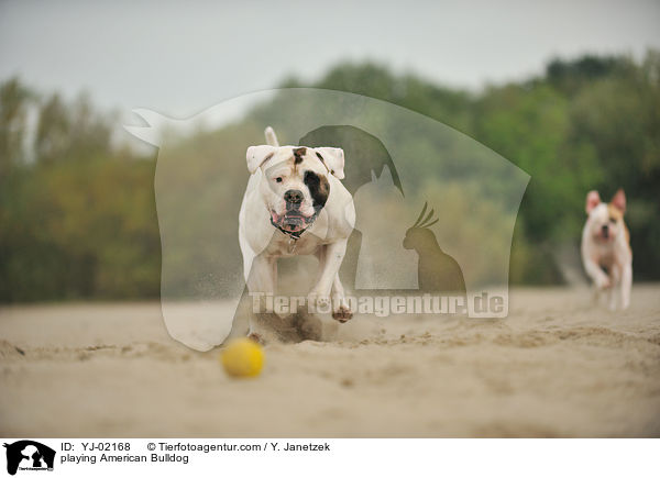 spielender American Bulldog / playing American Bulldog / YJ-02168