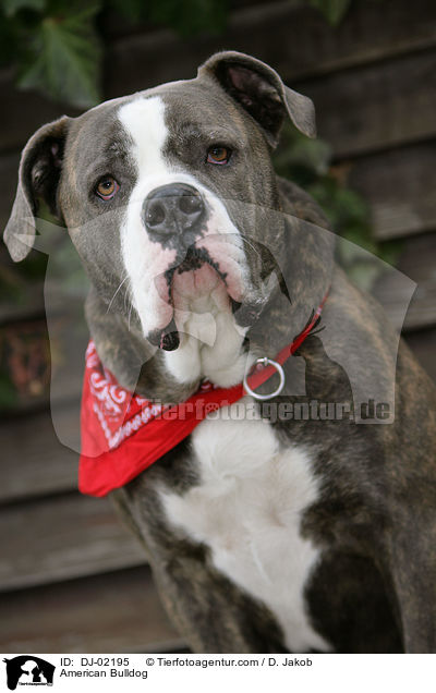 Amerikanische Bulldogge / American Bulldog / DJ-02195