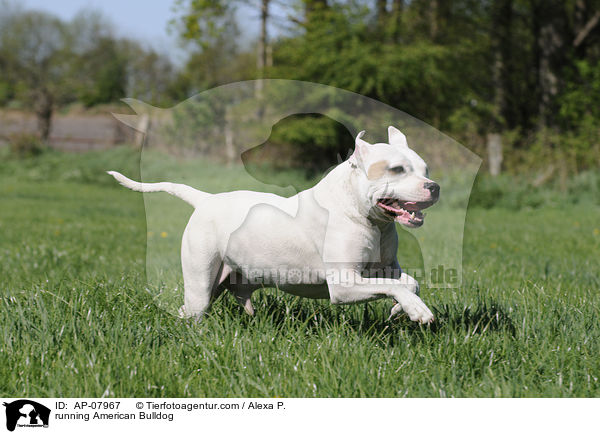 rennender American Bulldog / running American Bulldog / AP-07967
