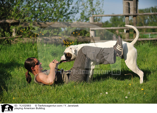 spielender American Bulldog / playing American Bulldog / YJ-02983