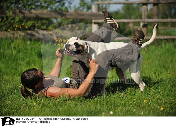 spielender American Bulldog / playing American Bulldog / YJ-02984