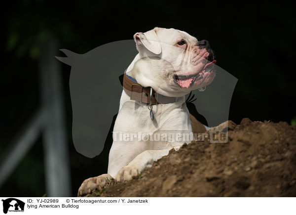 liegender American Bulldog / lying American Bulldog / YJ-02989