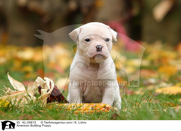 American Bulldog Welpe / American Bulldog Puppy / KL-09815