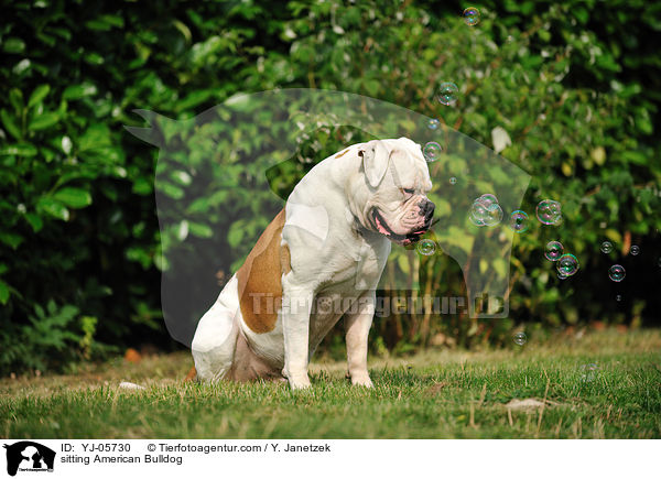 sitting American Bulldog / YJ-05730