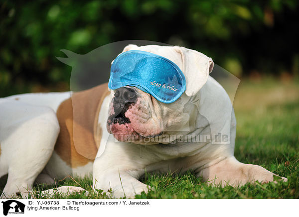 liegender American Bulldog / lying American Bulldog / YJ-05738