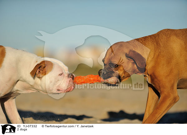2 Hunde / 2 dogs / YJ-07332