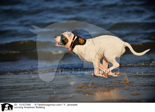 rennender American Bulldog / running American Bulldog / YJ-07348