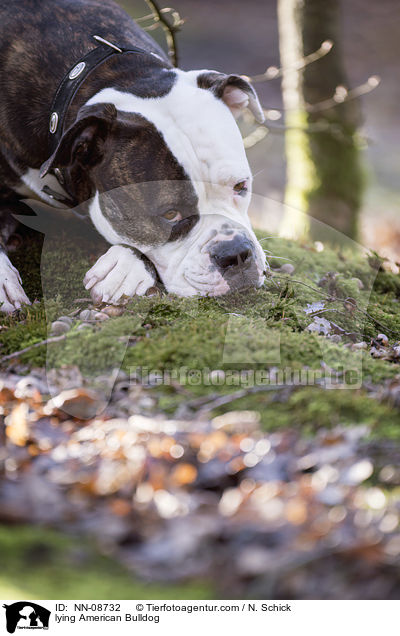 liegender American Bulldog / lying American Bulldog / NN-08732