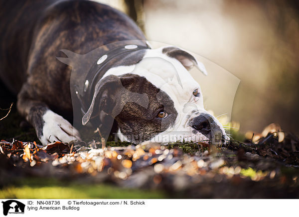 liegender American Bulldog / lying American Bulldog / NN-08736