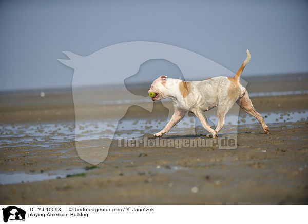 spielender American Bulldog / playing American Bulldog / YJ-10093