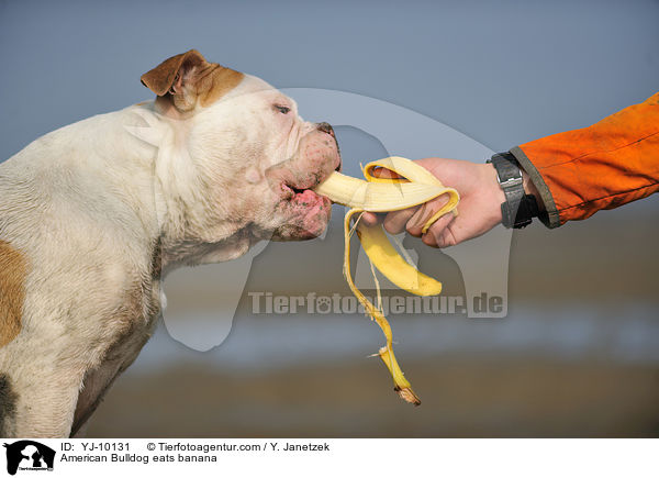 American Bulldogfrisst Banane / American Bulldog eats banana / YJ-10131