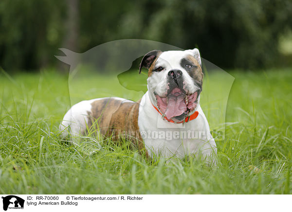liegender American Bulldog / lying American Bulldog / RR-70060