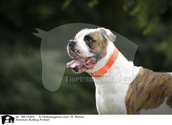 American Bulldog Portrait / RR-70065