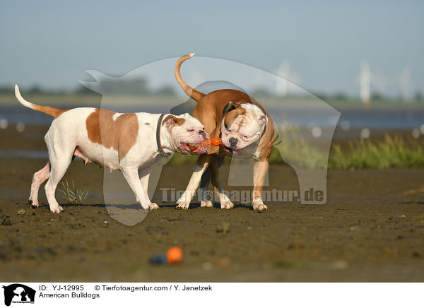 American Bulldogs / American Bulldogs / YJ-12995