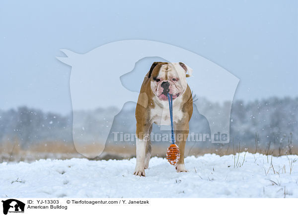 American Bulldog / American Bulldog / YJ-13303