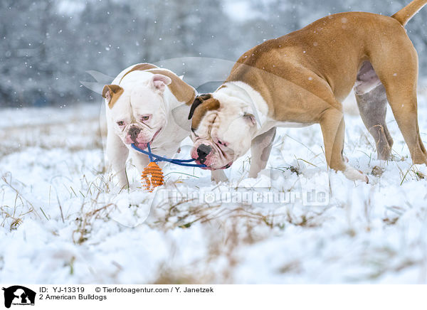 2 American Bulldogs / YJ-13319