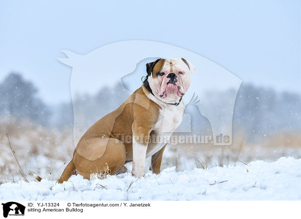 sitting American Bulldog / YJ-13324