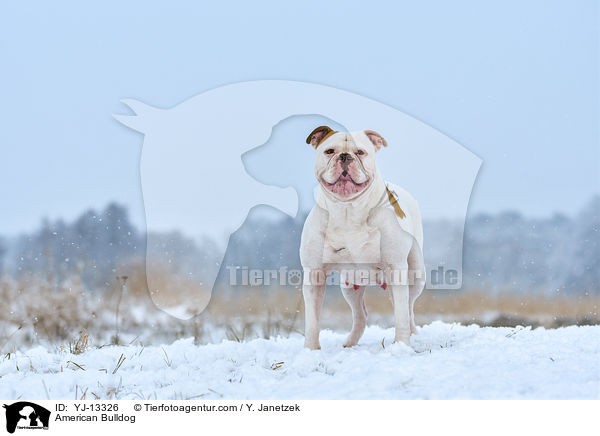 American Bulldog / YJ-13326