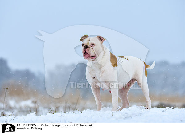 American Bulldog / YJ-13327