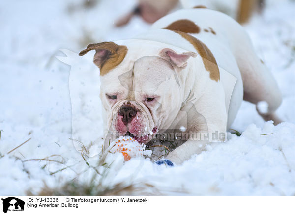 lying American Bulldog / YJ-13336