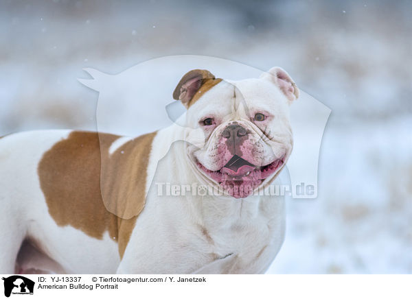 American Bulldog Portrait / YJ-13337