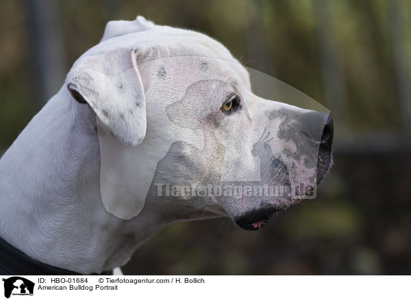 American Bulldog Portrait / HBO-01684