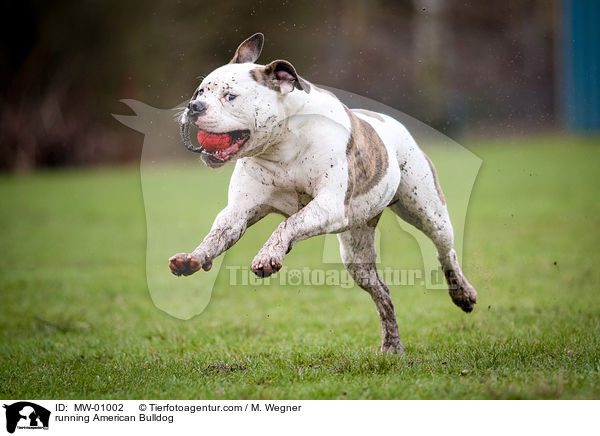 running American Bulldog / MW-01002