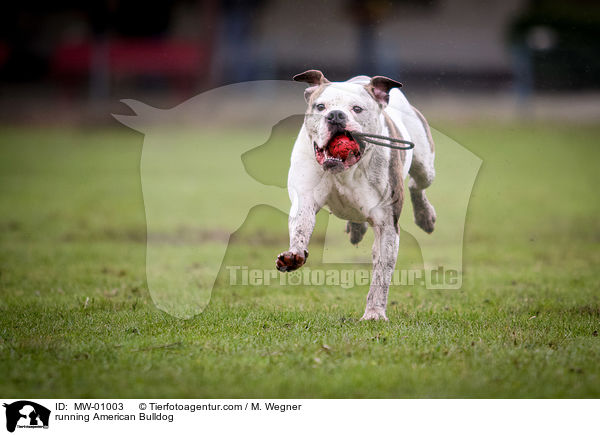 running American Bulldog / MW-01003