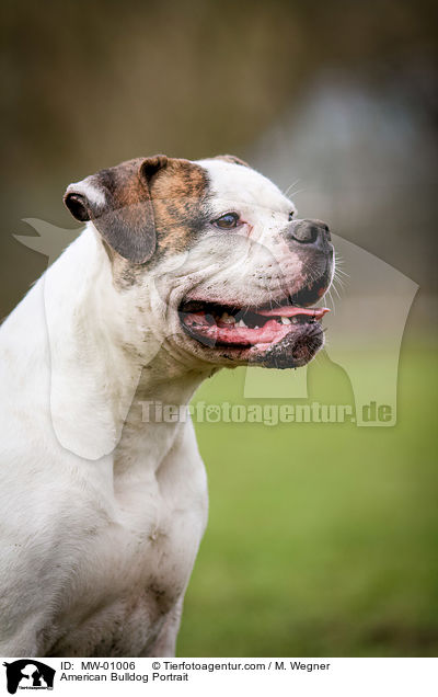 American Bulldog Portrait / MW-01006