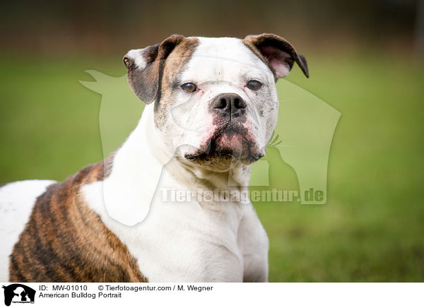 American Bulldog Portrait / MW-01010
