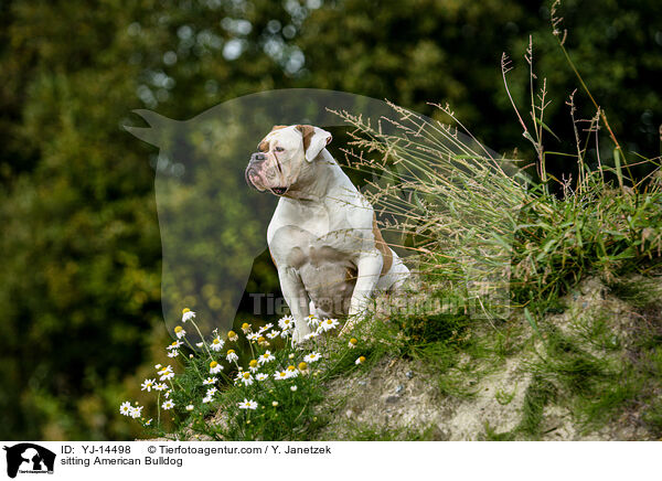 sitting American Bulldog / YJ-14498