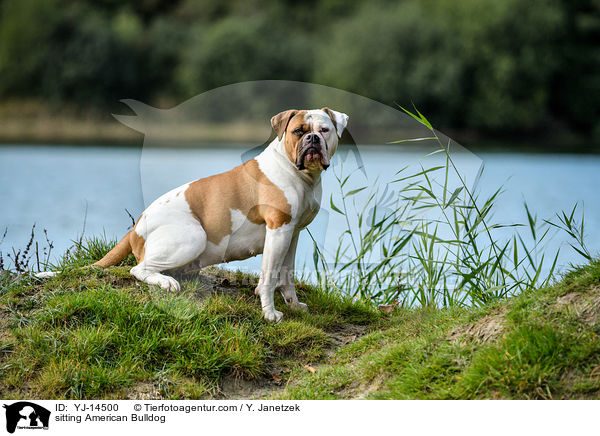 sitting American Bulldog / YJ-14500