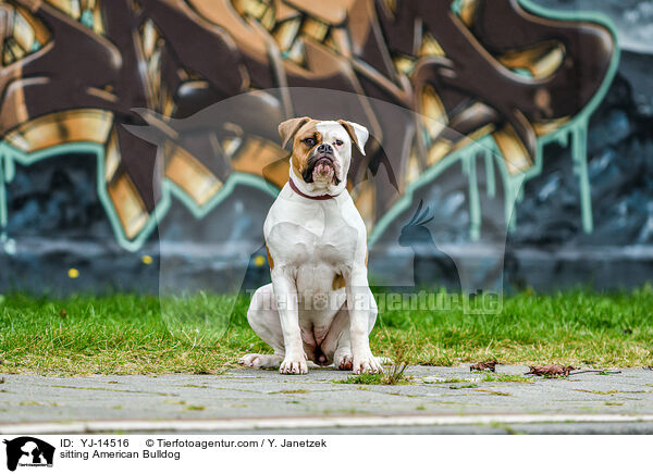 sitzender American Bulldog / sitting American Bulldog / YJ-14516