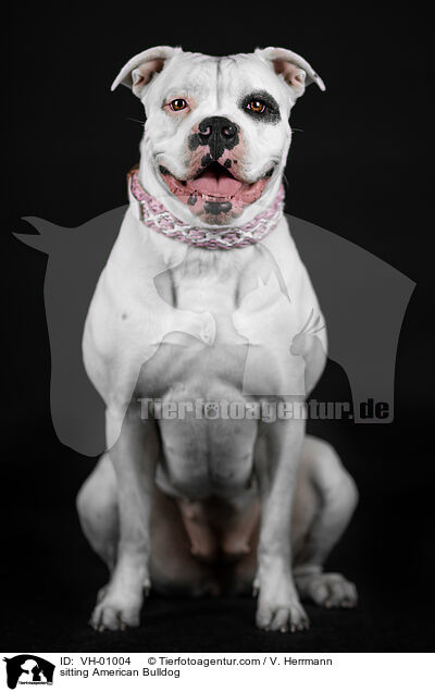 sitting American Bulldog / VH-01004