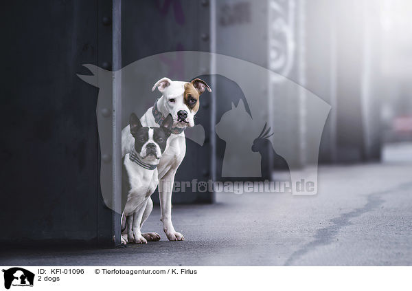 2 Hunde / 2 dogs / KFI-01096