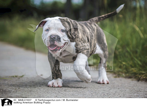 laufender Amerikanischer Bulldogge Welpe / walking American Bulldog Puppy / MAB-01607