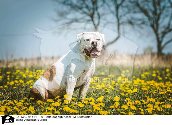 sitzende Amerikanische Bulldogge / sitting American Bulldog / MAB-01684