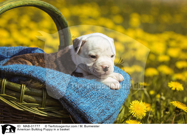 American Bulldog Puppy in a basket / MAB-01777