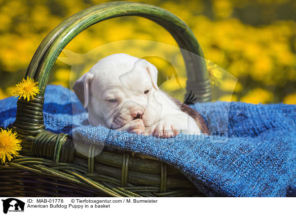 American Bulldog Puppy in a basket / MAB-01778
