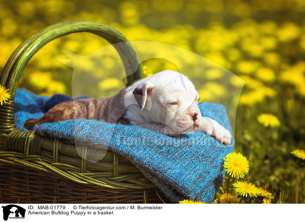 American Bulldog Puppy in a basket / MAB-01779