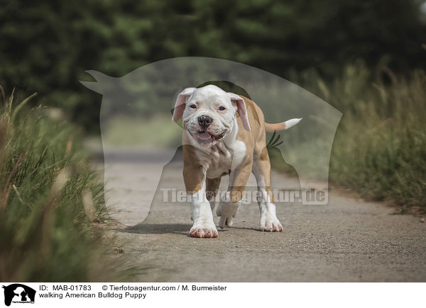 walking American Bulldog Puppy / MAB-01783