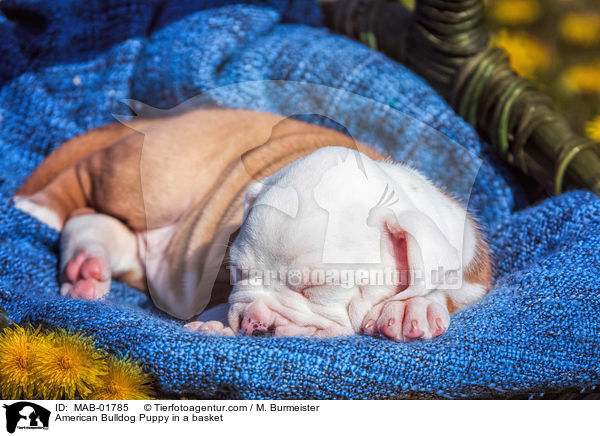 American Bulldog Puppy in a basket / MAB-01785