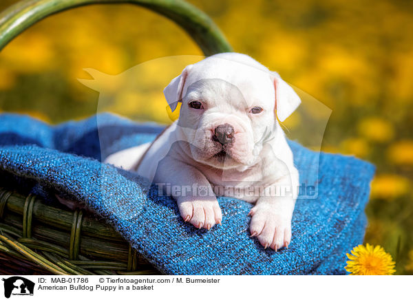 Amerikanischer Bulldogge Welpe im Krbchen / American Bulldog Puppy in a basket / MAB-01786