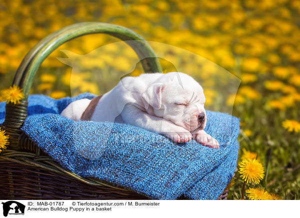 American Bulldog Puppy in a basket / MAB-01787