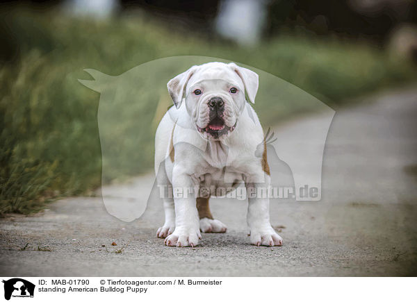 standing American Bulldog Puppy / MAB-01790