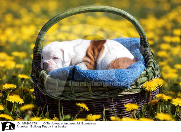 American Bulldog Puppy in a basket / MAB-01791