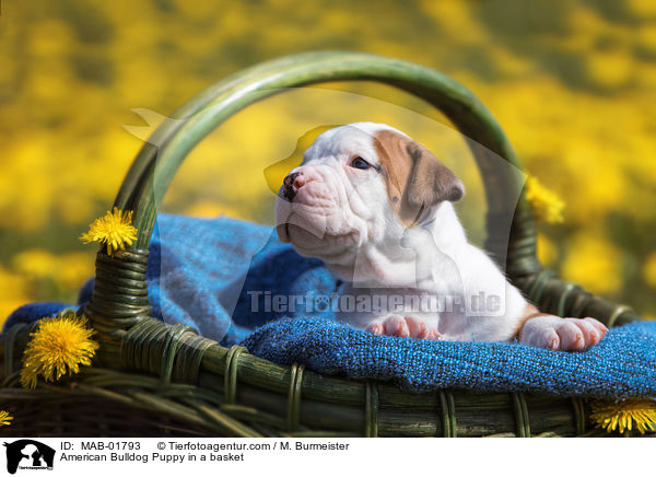 American Bulldog Puppy in a basket / MAB-01793