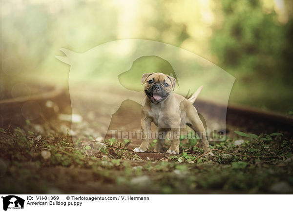 American Bulldog puppy / VH-01369