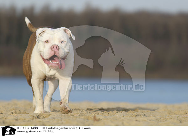 rennende Amerikanische Bulldogge / running American Bulldog / SE-01433